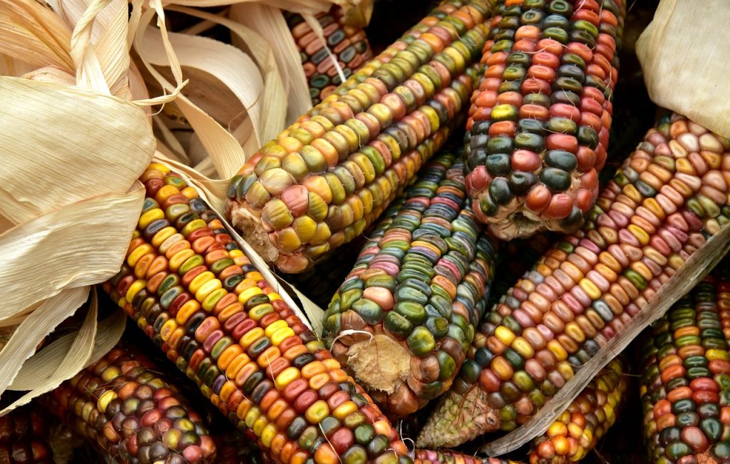 Crolla la produzione di mais - Pannocchie in foto