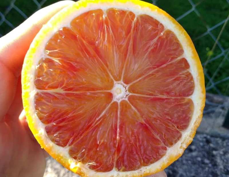 arance - frutto