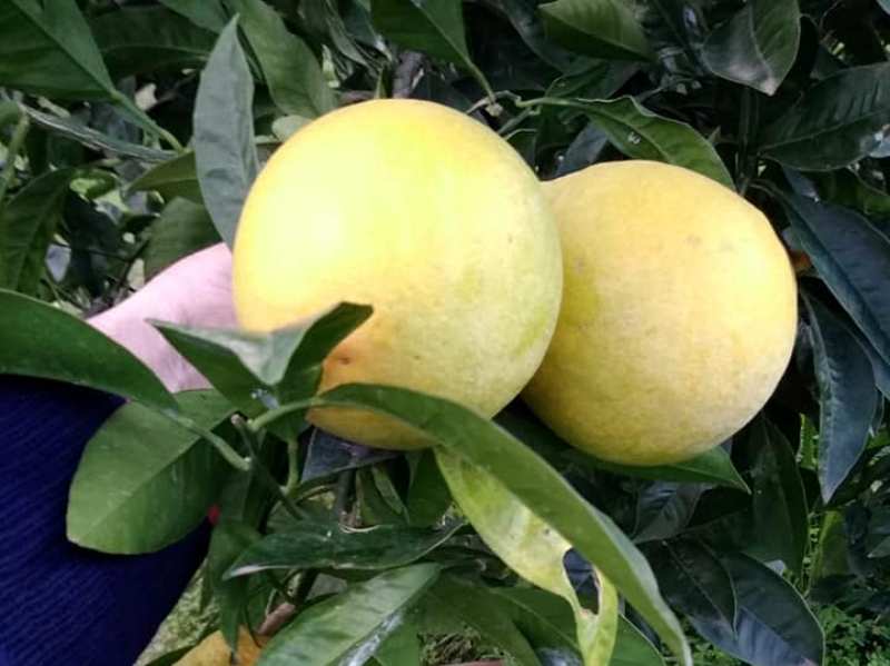 Arance - frutto