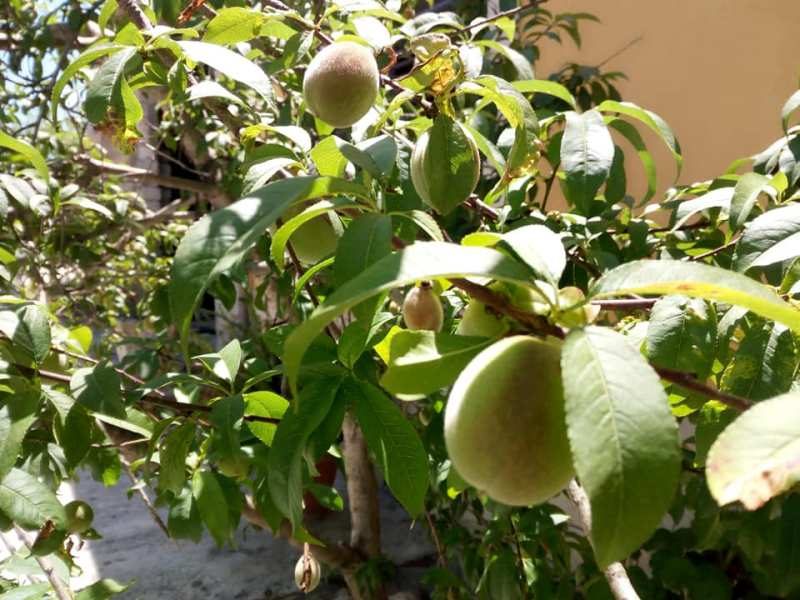 Frutta in fase di maturazione Su Albero