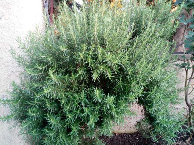 Pianta Di Rosmarino