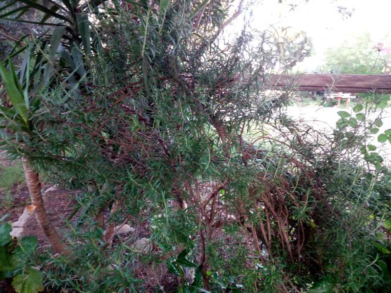 Rosmarino Pianta