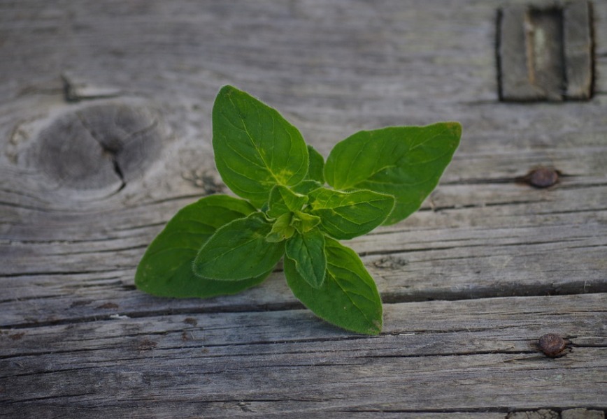 Erba Origano