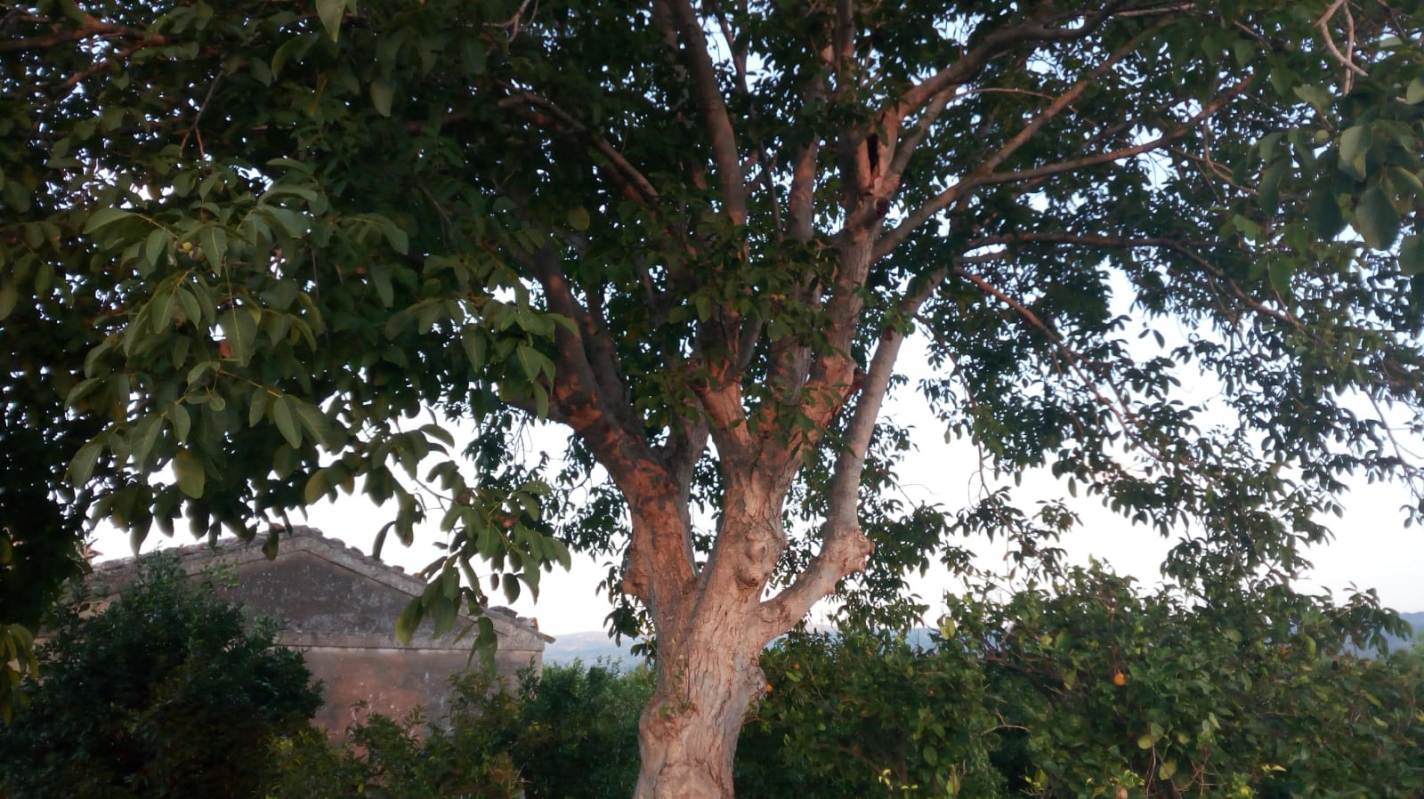 Milicucca Albero