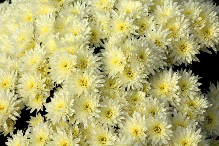 Crisantemi