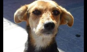 Penny Cagnolina