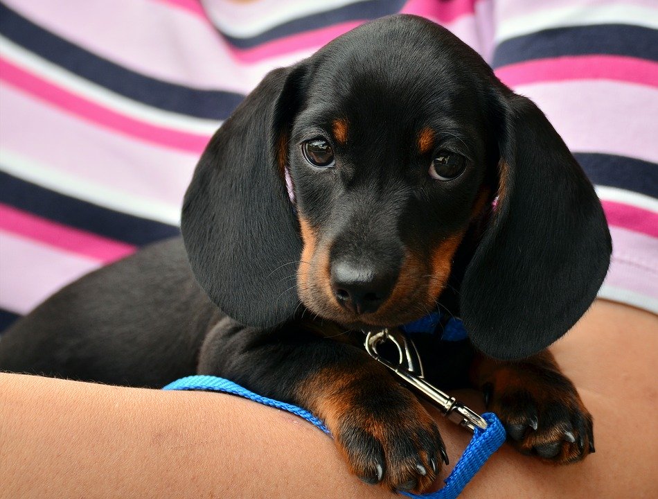 Cane