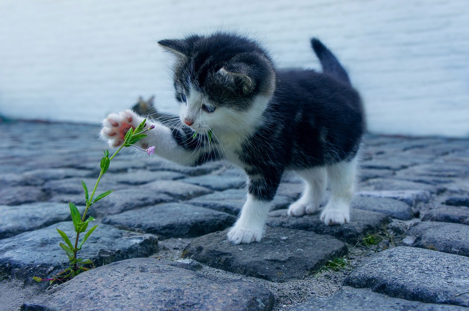 Gatto