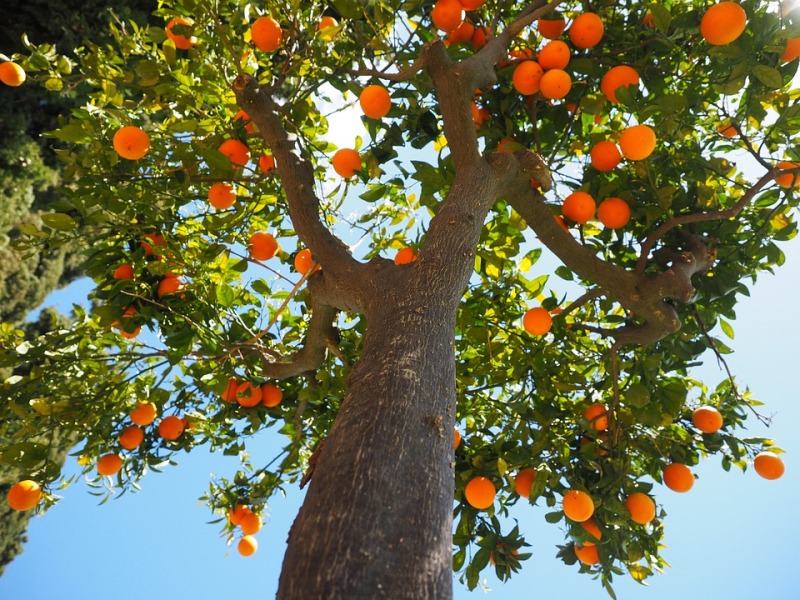Albero Arance