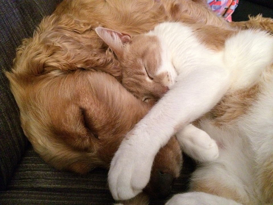 No agli abbandoni Cane E Gatto