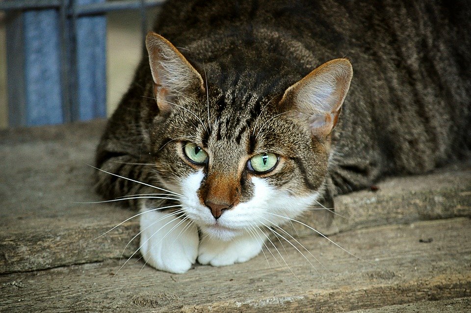 No agli abbandoni Gatto