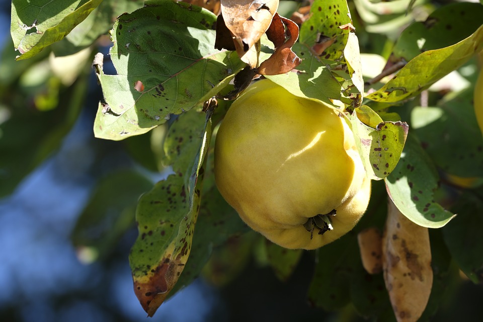 Mele Cotogne Albero Frutto