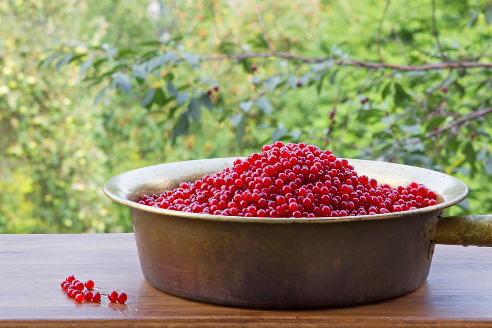 Gelatina di ribes, semplice ma gustosa la ricetta itFrancofonte