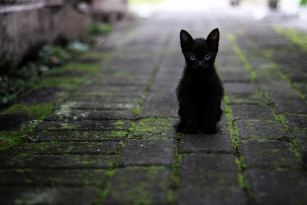 Giornata del gatto nero: miti e curiosità