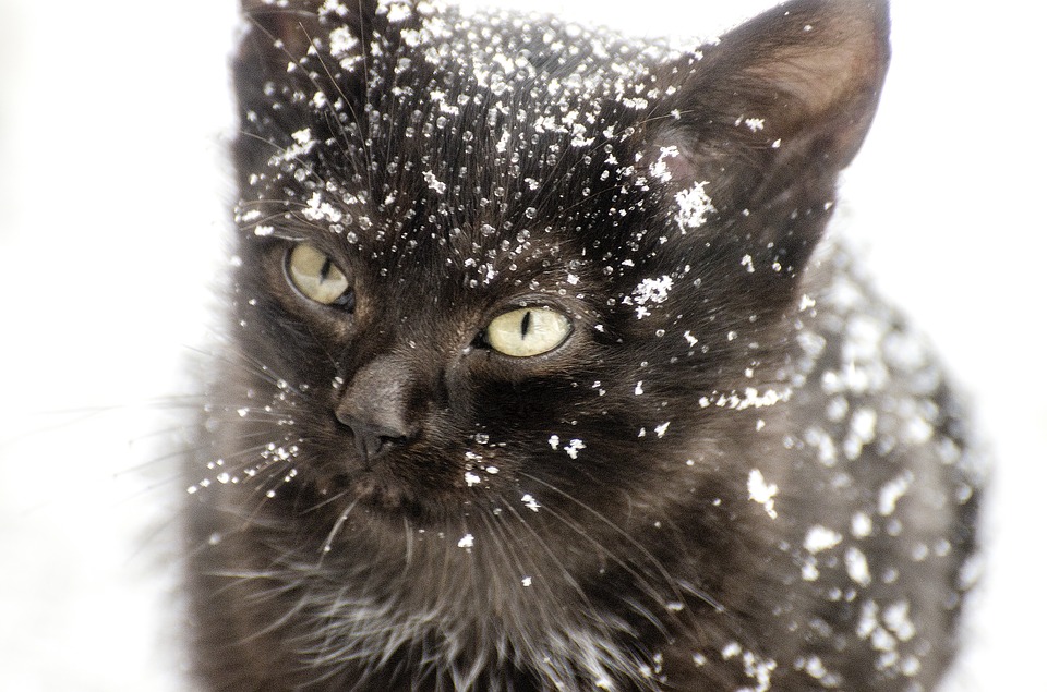 Un Atto D'amore A Sostegno Dei Randagi Gatto