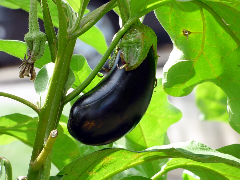 OrtoMelanzane