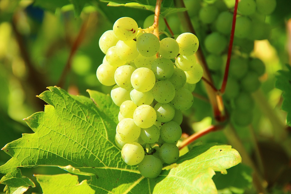 Uva Cimiciara - Grappolo d'uva con pampini