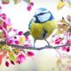 la campagna ciociara di aprile - uccellino a Primavera