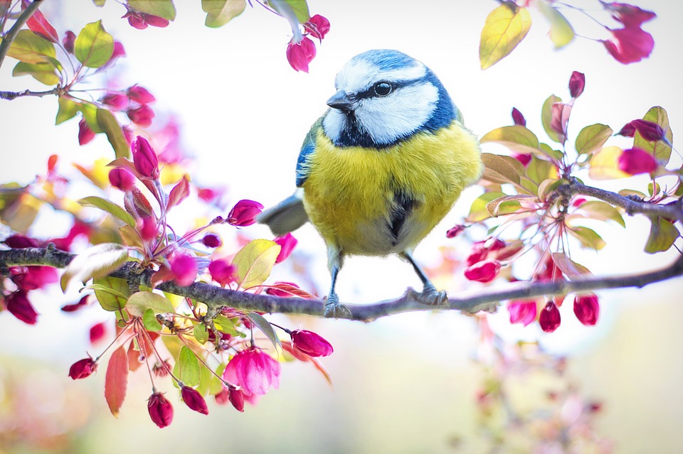 la campagna ciociara di aprile - uccellino a Primavera