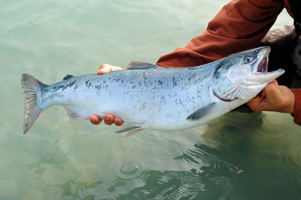 pesca - Salmone del lago