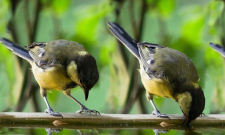 i lavori in campagna a giugno - Uccellini su un ramo