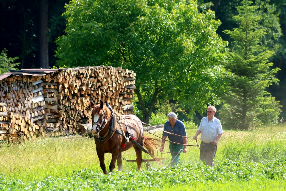 lavori in campagna a settembre - campagna
