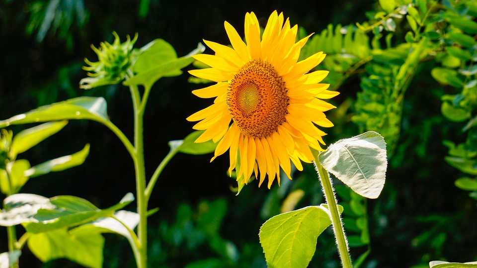 lavori in campagna a settembre - Girasoli maturi