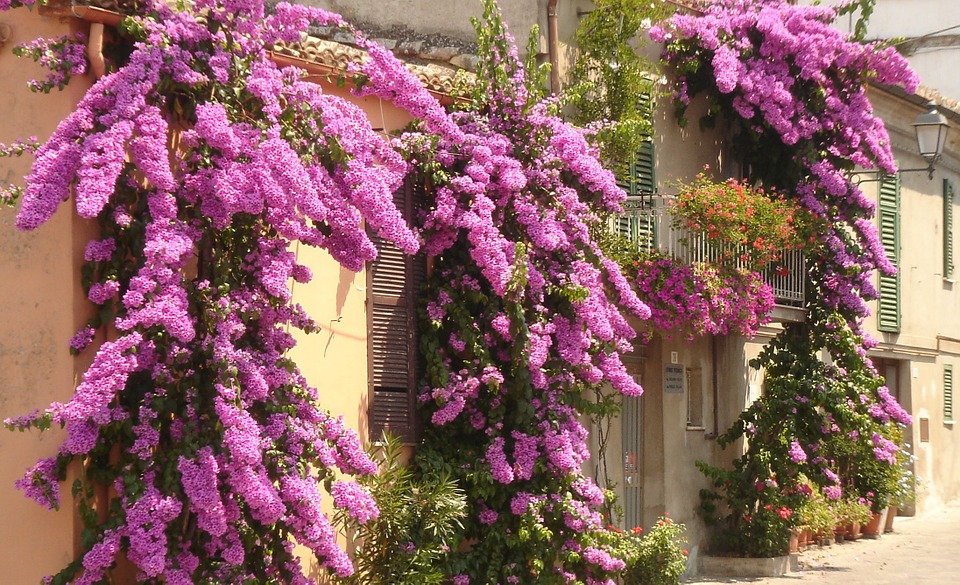 orto in ottobre - Bougainvillea