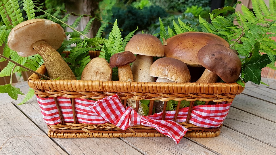 orto in ottobre - Funghetti
