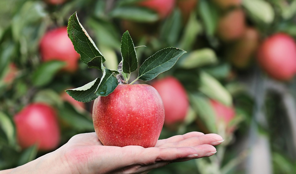orto in ottobre - Mele Rosse