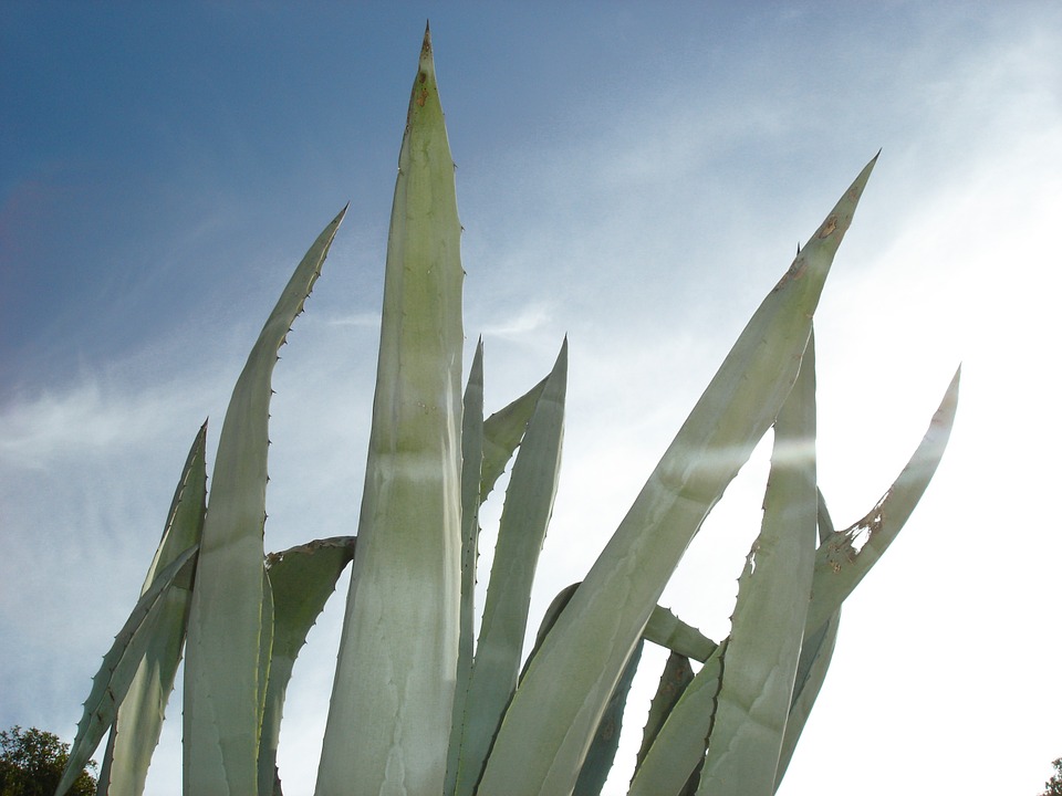 Carnevale in Ciociaria - foglia Agave
