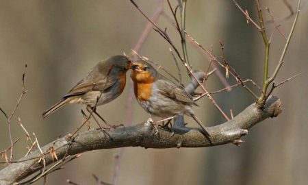 Lavori in campagna a gennaio - Uccellini che si baciano