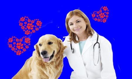 Pet therapy a Frosinone - Veterinaria con un cane