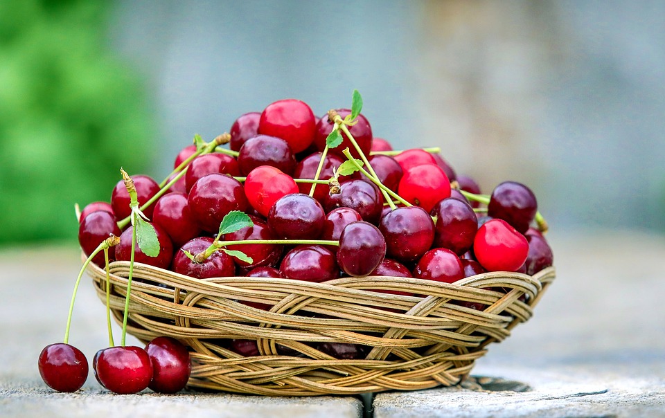 Lavori in campagna a Giugno - Ciliegie mature