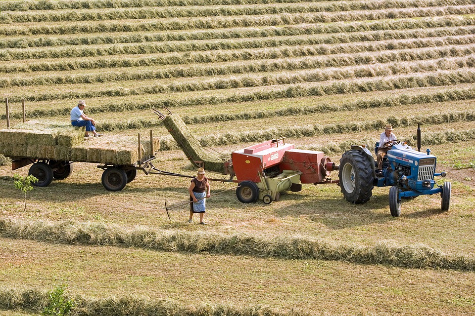 Lavori in campagna a Giugno - Contadini al lavoro