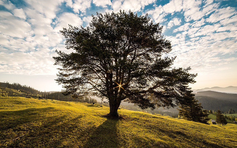 Alberi a Frosinone - Albero nella vallata
