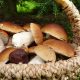 Cercare funghi in Ciociaria - Funghi Porcini in una cesta