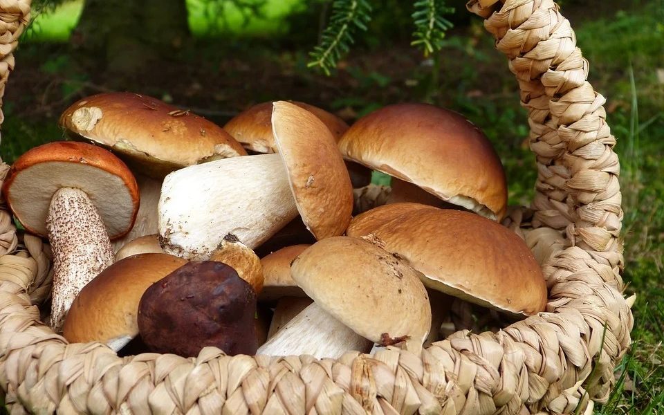 Cercare funghi in Ciociaria - Funghi Porcini in una cesta