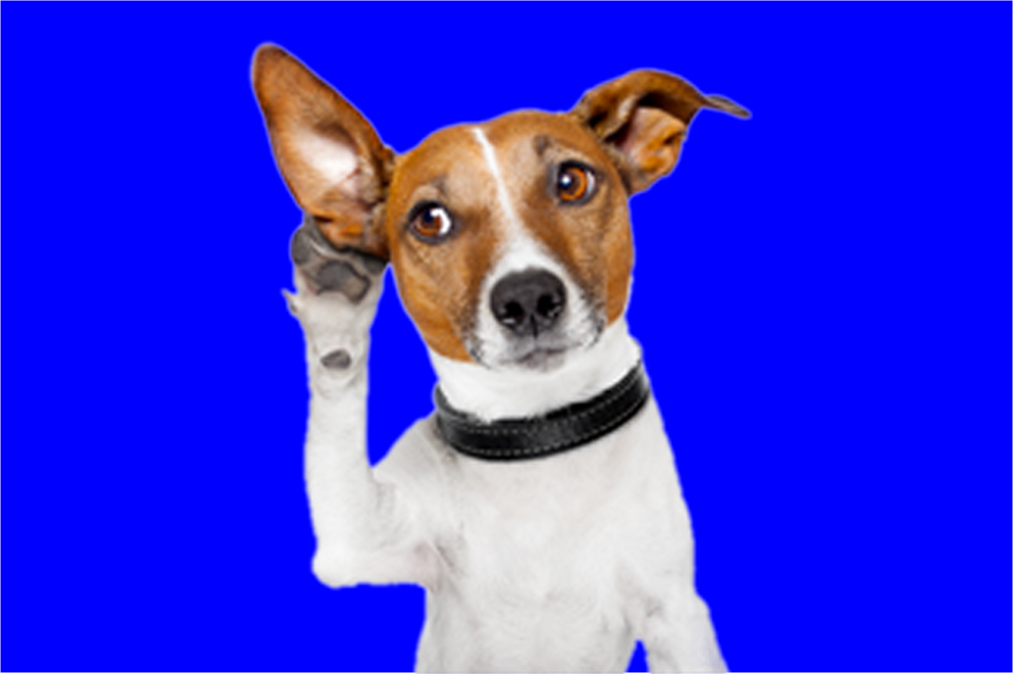 Cani anti #Covid-19 - Cane Anti Covid 19 che tende l'orecchio