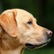 Cani anti #Covid-19 - immagine di Labrador