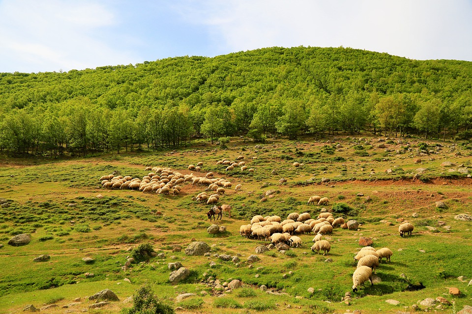 Museo della civiltà rurale - Gregge di pecore prato di campoli