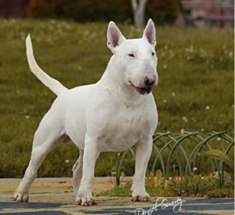 Guardie zoofile - Cane Bianco bul terrier