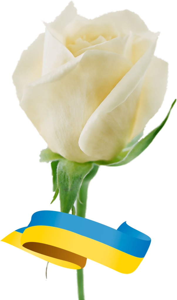 25 aprile - Rosa Bianca con nastro ucraino