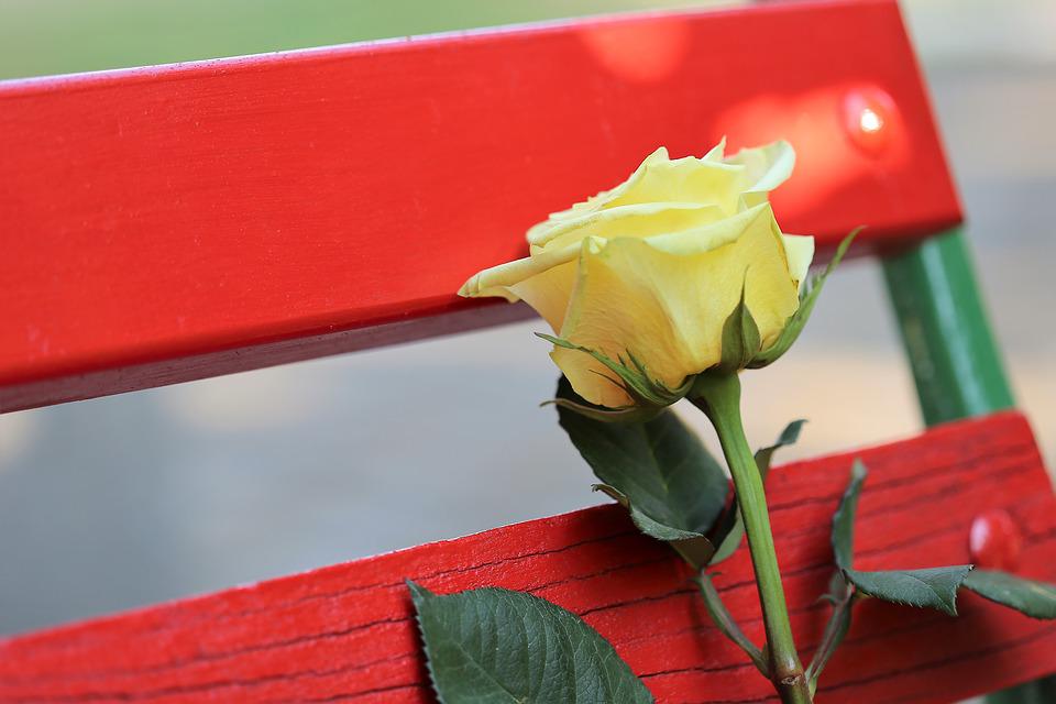 Romina DE Cesare - Panchina Rossa con un fiore giallo