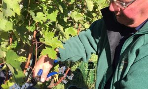 Da Picinisco a Cockenzie- Cesidio taglia l'uva