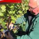 Da Picinisco a Cockenzie- Cesidio taglia l'uva