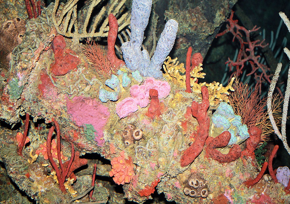 Il Corallo in Ciociaria- Coralli grezzi