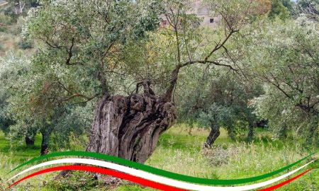 Gli uliveti ciociari - Uliveto in Ciociaria
