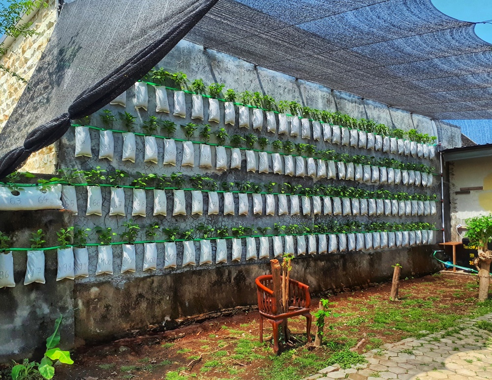 Fattoria verticale - Agricoltura Alternativa con piantine piccole