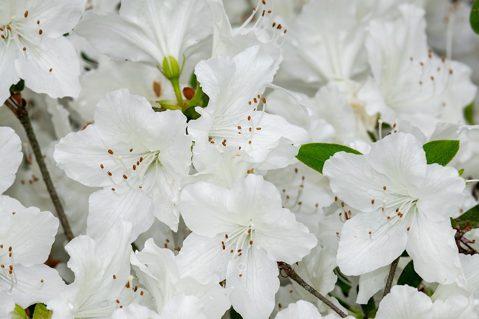 Il semenzaio di San Sisto - Azalee Bianche in foto